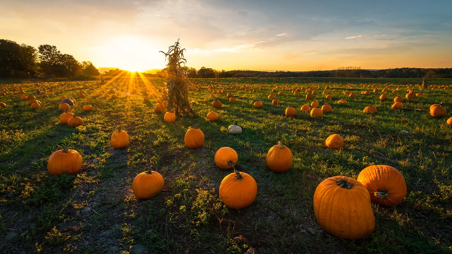 Raid The Pumpkin Patch! The Benefits of Pumpkins