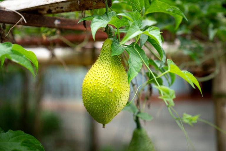 high protein jackfruit 